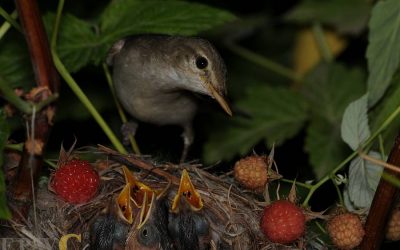 Hippolais-pallida Hippolais-pallida
