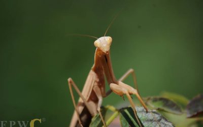 Mantodea Mantodea